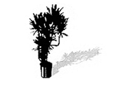 Summit Plants and Flowers, Inc. logo